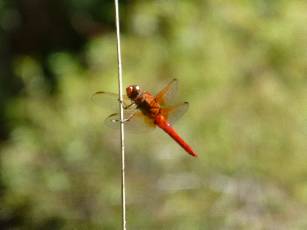 waravaipa-2013-day2-13  Dragonfly.jpg (174507 bytes)